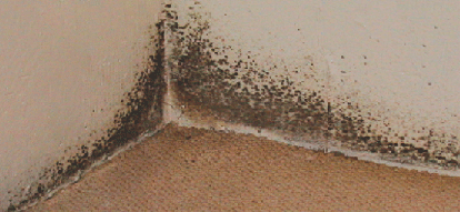moldy corner